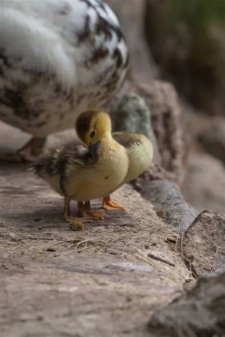 two ducklings