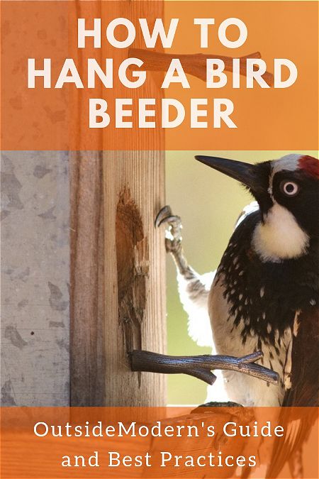 How To Hang A Bird Feeder Guide And Best Practices Outsidemodern