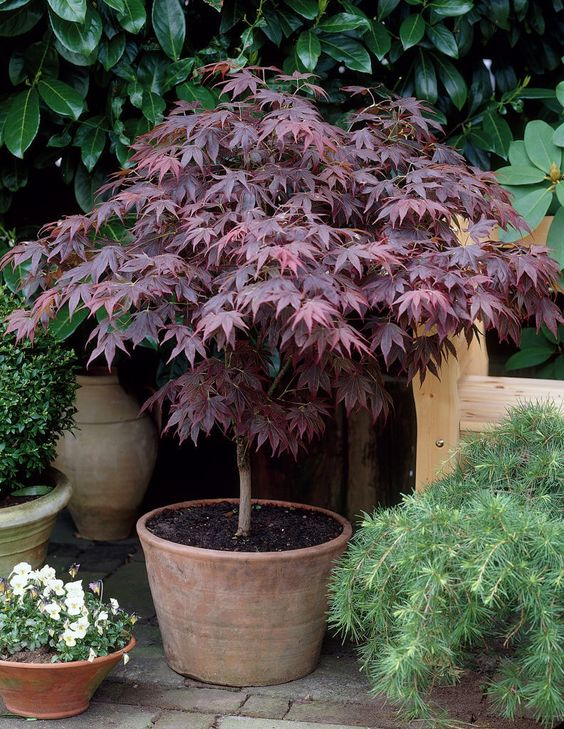Acer Palmatum Japanese Maple Tree