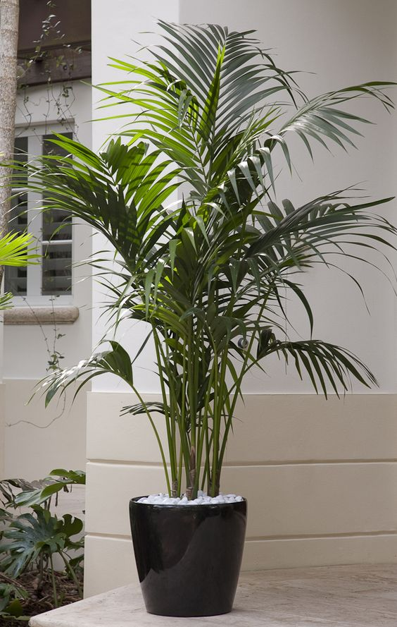 Howea Fosteriana