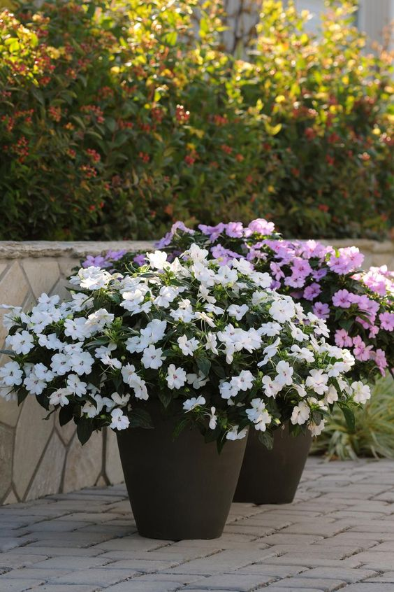 Impatiens Walleriana