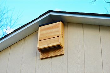 Nature-s Way Bird Products CWH6 Triple Chamber Cedar Bat House
