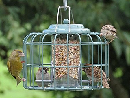 A Light Lunch at the Nuttery NT056 Seed Feeder