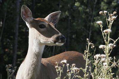 How to Keep Deer From Eating Your Plants - Deer Repellent Review