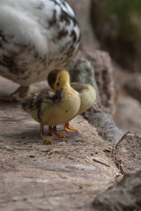How to Raise Ducks: The Love of a Duck! | OutsideModern