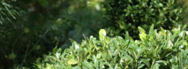 best cordless hedge trimmer