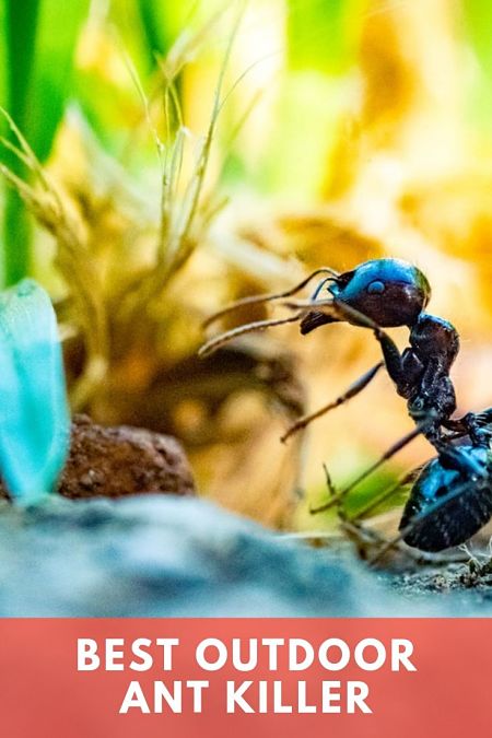 Best Outdoor Ant Smart Control